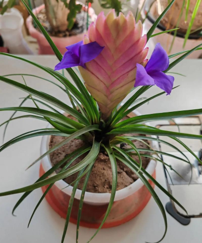 铁扇公主花怎么养才红，掌握关键技巧，轻松养出艳丽花朵