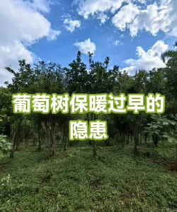 葡萄树倒春寒的防治，关键预防措施，有效补救方法