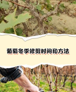 花椒树怎样防治黑腐病，识别早期症状，掌握关键方法