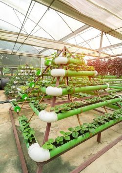 花椒树怎样防治黑腐病，识别早期症状，掌握关键方法