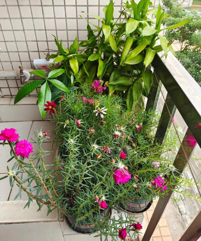 花椒树怎样防治黑腐病，识别早期症状，掌握关键方法