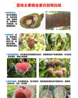 花椒树怎样防治黑腐病，识别早期症状，掌握关键方法