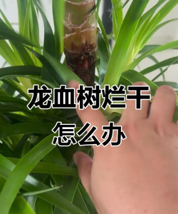 五味子栽培，选对品种，掌握关键技巧