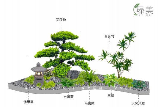 洞庭树白粉病咋防治，识别症状，掌握方法