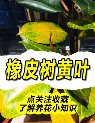 洞庭树白粉病咋防治，识别症状，掌握方法