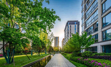 洞庭树白粉病咋防治，识别症状，掌握方法