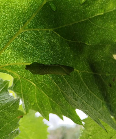 洞庭树白粉病咋防治，识别症状，掌握方法