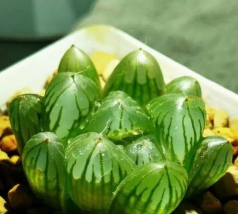 洞庭树白粉病咋防治，识别症状，掌握方法