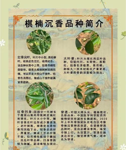 五味子栽培，选对品种，掌握关键技巧
