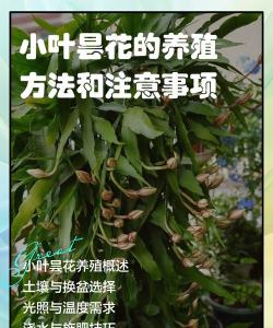 洞庭树白粉病咋防治，识别症状，掌握方法