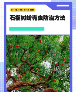 洞庭树白粉病咋防治，识别症状，掌握方法