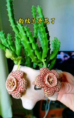 洞庭树白粉病咋防治，识别症状，掌握方法