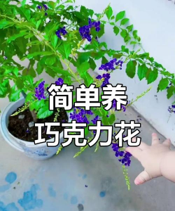 枸杞树病虫害的防治方法，识别常见问题，掌握应对技巧