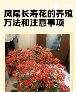 九转花怎么养，新手入门指南，轻松掌握养护技巧