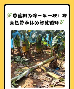 枸杞树病虫害的防治方法，识别常见问题，掌握应对技巧