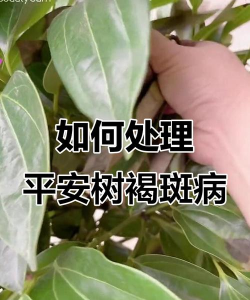 古树圆柏病虫害防治，识别常见问题，掌握有效方法