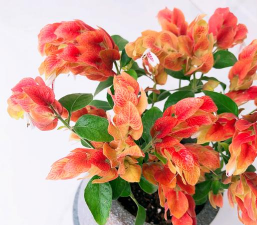 古树圆柏病虫害防治，识别常见问题，掌握有效方法