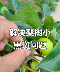 古树圆柏病虫害防治，识别常见问题，掌握有效方法