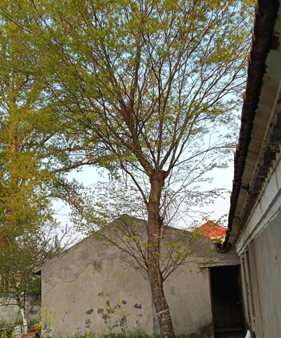 花椒树用什么药防治黄叶，找准原因再下手，别急着乱用药