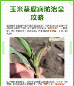 花椒树春夏病虫害防治，识别常见问题，掌握应对技巧