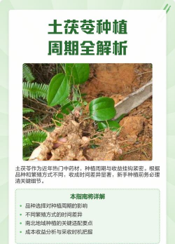 花椒树春夏病虫害防治，识别常见问题，掌握应对技巧