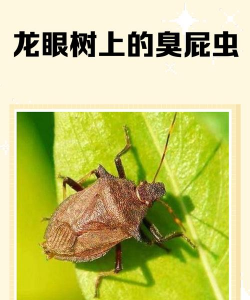 花椒树春夏病虫害防治，识别常见问题，掌握应对技巧