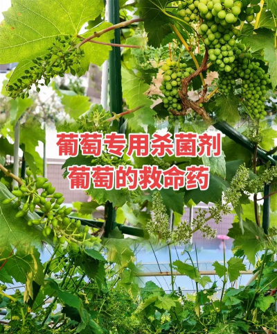 花椒树春夏病虫害防治，识别常见问题，掌握应对技巧