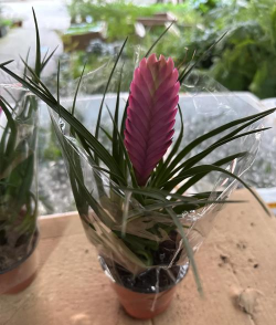 花椒树用什么药防治黄叶，找准原因再下手，别急着乱用药