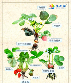 枸杞树病虫害的防治方法，识别常见问题，掌握应对技巧