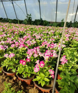 枸杞树病虫害的防治方法，识别常见问题，掌握应对技巧