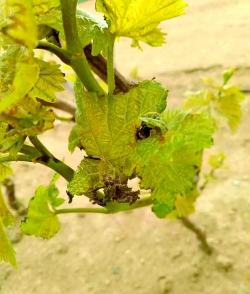 葡萄树树心虫防治，识别虫害特征，掌握有效方法