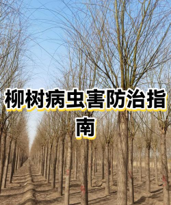 柳树的钻树虫怎么防治，识别虫害特征，掌握有效方法