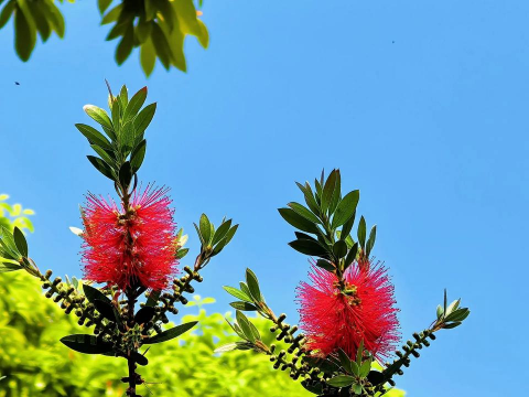 红千层花如何过冬