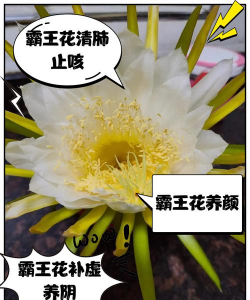 枸杞树病虫害的防治方法，识别常见问题，掌握应对技巧