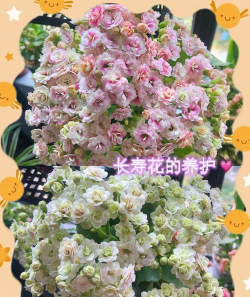 枸杞树病虫害的防治方法，识别常见问题，掌握应对技巧