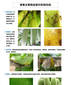 枸杞树病虫害的防治方法，识别常见问题，掌握应对技巧