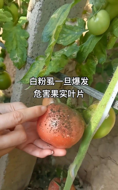 枸杞树病虫害的防治方法，识别常见问题，掌握应对技巧