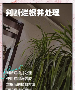 芝麻栽培，选对品种，掌握关键技巧