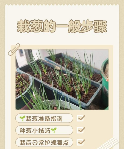 芝麻栽培，选对品种，掌握关键技巧