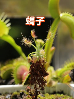 芝麻栽培，选对品种，掌握关键技巧