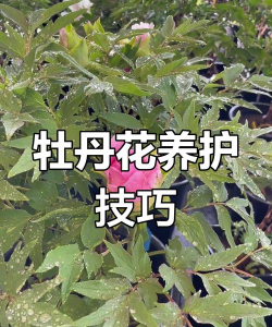 缘罗花怎么养，掌握关键技巧，轻松培育健康植株