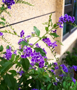 巧克力花植物怎么养，掌握关键技巧，轻松培育健康植株