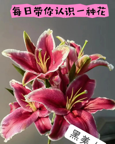 缘罗花怎么养，掌握关键技巧，轻松培育健康植株