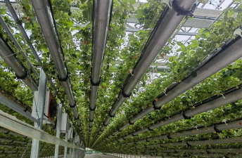 缘罗花怎么养，掌握关键技巧，轻松培育健康植株