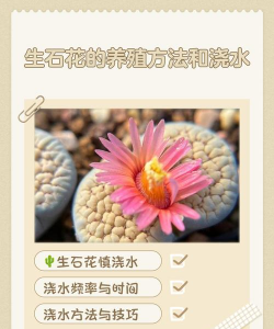 缘罗花怎么养，掌握关键技巧，轻松培育健康植株