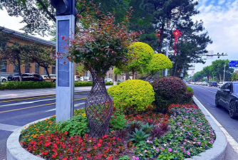 缘罗花怎么养，掌握关键技巧，轻松培育健康植株