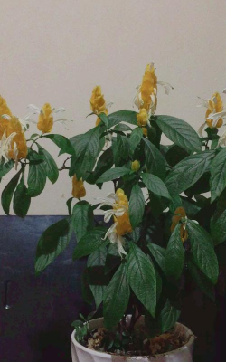 五味子栽培，选对品种，掌握关键技巧