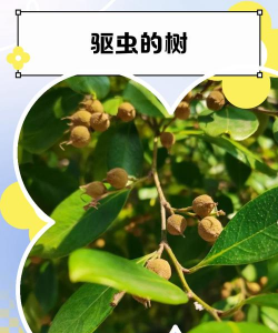 五味子栽培，选对品种，掌握关键技巧