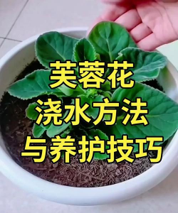 五味子栽培，选对品种，掌握关键技巧