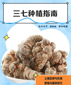 五味子栽培，选对品种，掌握关键技巧